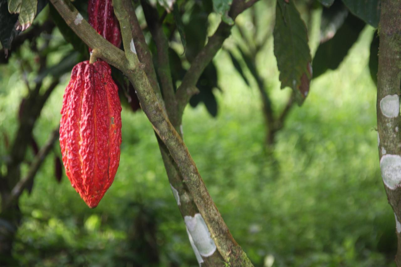 Finca Amistad Cacao Lodge Бійягуа Екстер'єр фото
