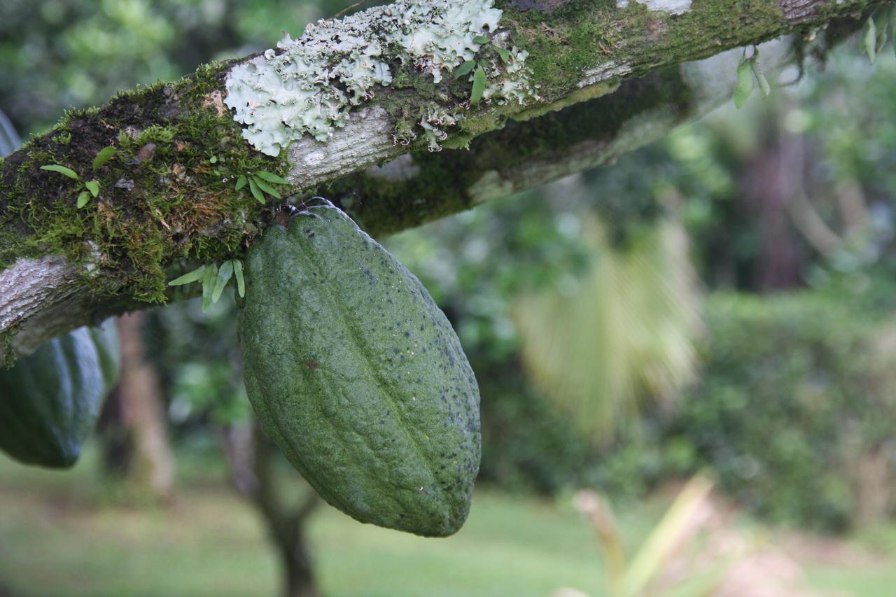 Finca Amistad Cacao Lodge Бійягуа Екстер'єр фото