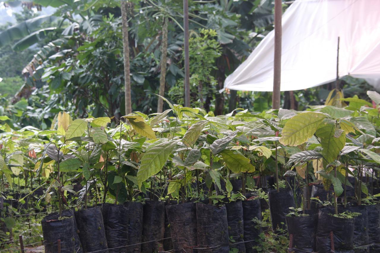 Finca Amistad Cacao Lodge Бійягуа Екстер'єр фото