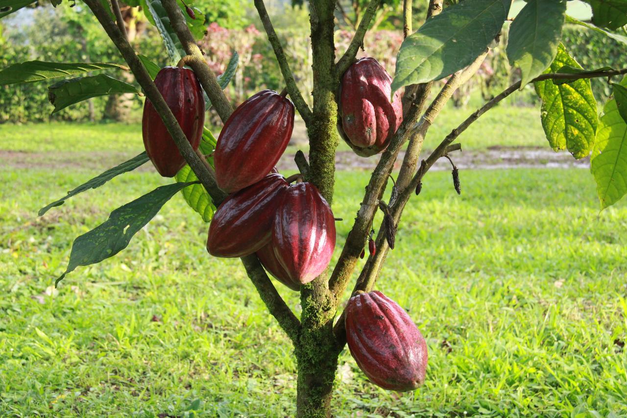 Finca Amistad Cacao Lodge Бійягуа Екстер'єр фото