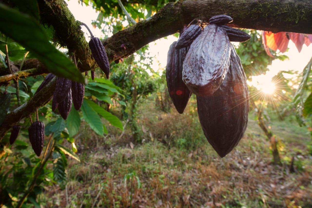 Finca Amistad Cacao Lodge Бійягуа Екстер'єр фото